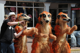 Meer-cat-dance-lessons